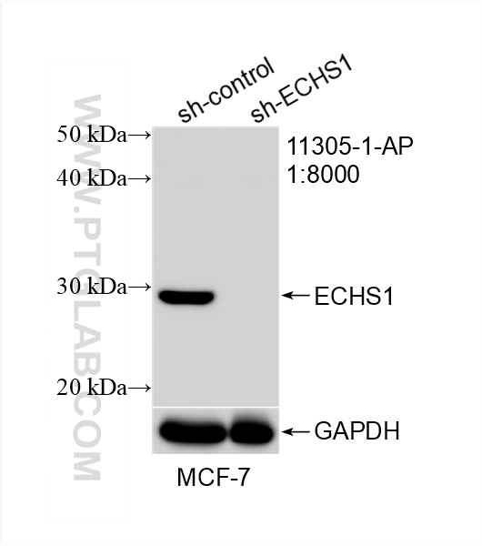 Western Blot (WB) analysis of MCF-7 cells using ECHS1 Polyclonal antibody (11305-1-AP)