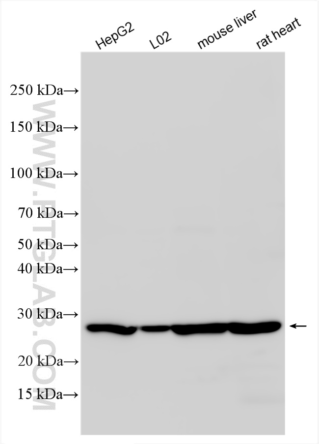Western Blot (WB) analysis of various lysates using ECHS1 Polyclonal antibody (11305-1-AP)