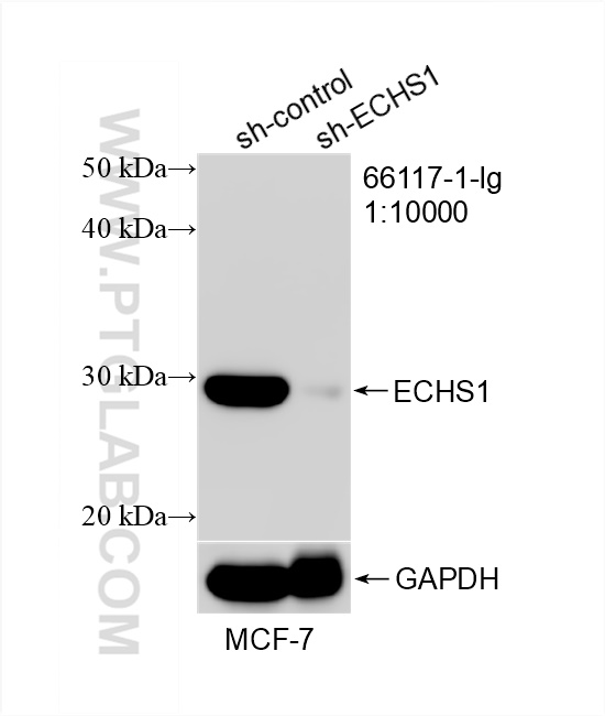 Western Blot (WB) analysis of MCF-7 cells using ECHS1 Monoclonal antibody (66117-1-Ig)