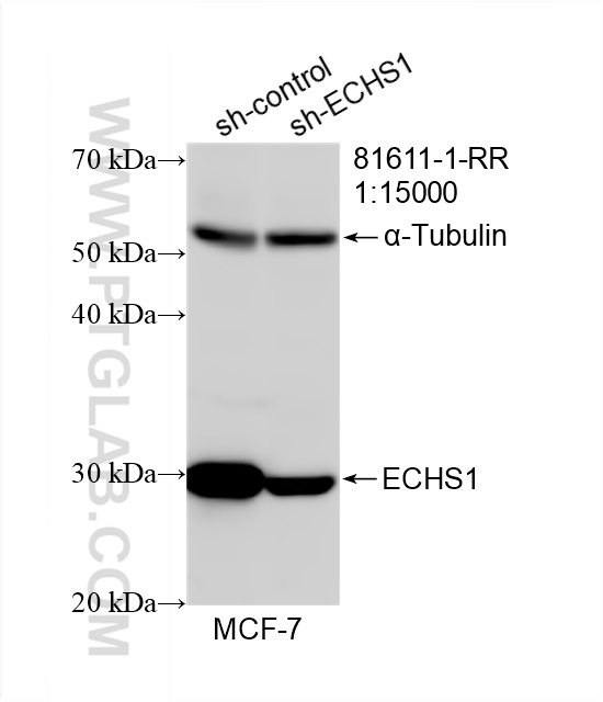 Western Blot (WB) analysis of MCF-7 cells using ECHS1 Recombinant antibody (81611-1-RR)