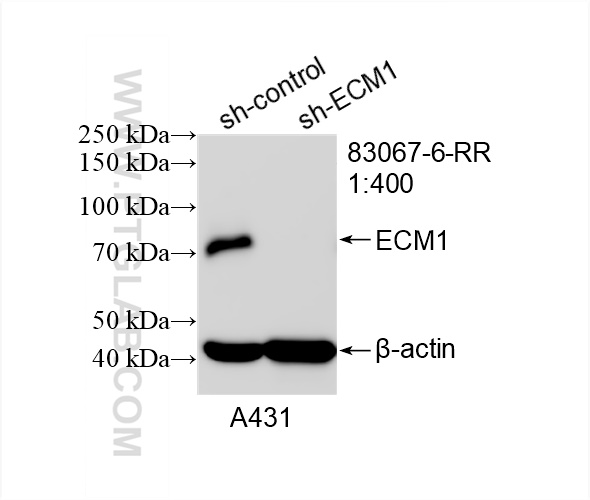 Western Blot (WB) analysis of A431 cells using ECM1 Recombinant antibody (83067-6-RR)