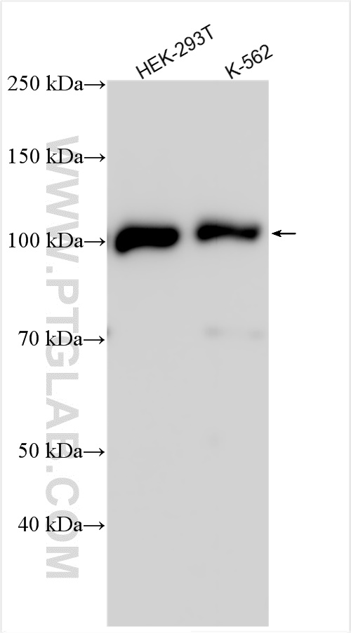 Western Blot (WB) analysis of various lysates using ECT2 Polyclonal antibody (26557-1-AP)