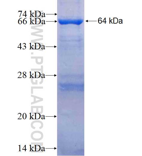 ECT2 fusion protein Ag24860 SDS-PAGE