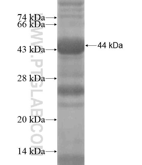 EDIL3 fusion protein Ag18762 SDS-PAGE