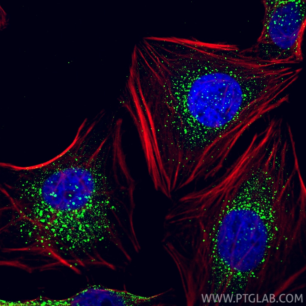 Immunofluorescence (IF) / fluorescent staining of HeLa cells using EEA1 Monoclonal antibody (68065-1-Ig)