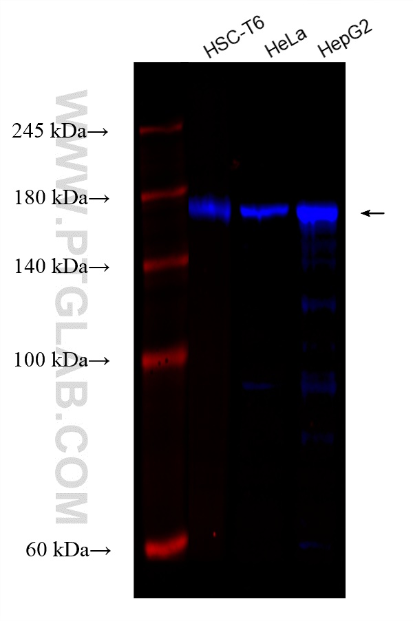 Western Blot (WB) analysis of various lysates using CoraLite® Plus 750-conjugated EEA1 Recombinant ant (CL750-81245)