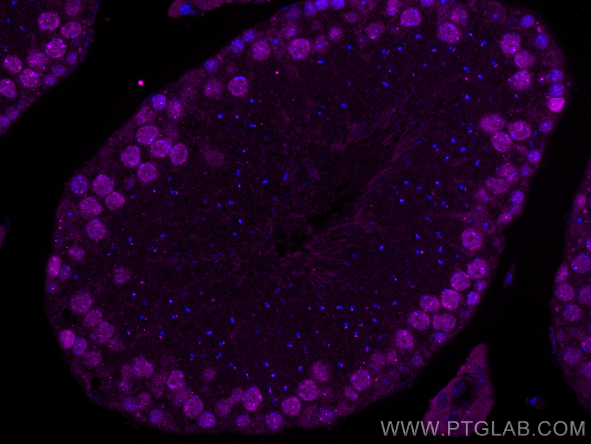 Immunofluorescence (IF) / fluorescent staining of mouse testis tissue using CoraLite® Plus 647-conjugated EED Monoclonal antib (CL647-67756)