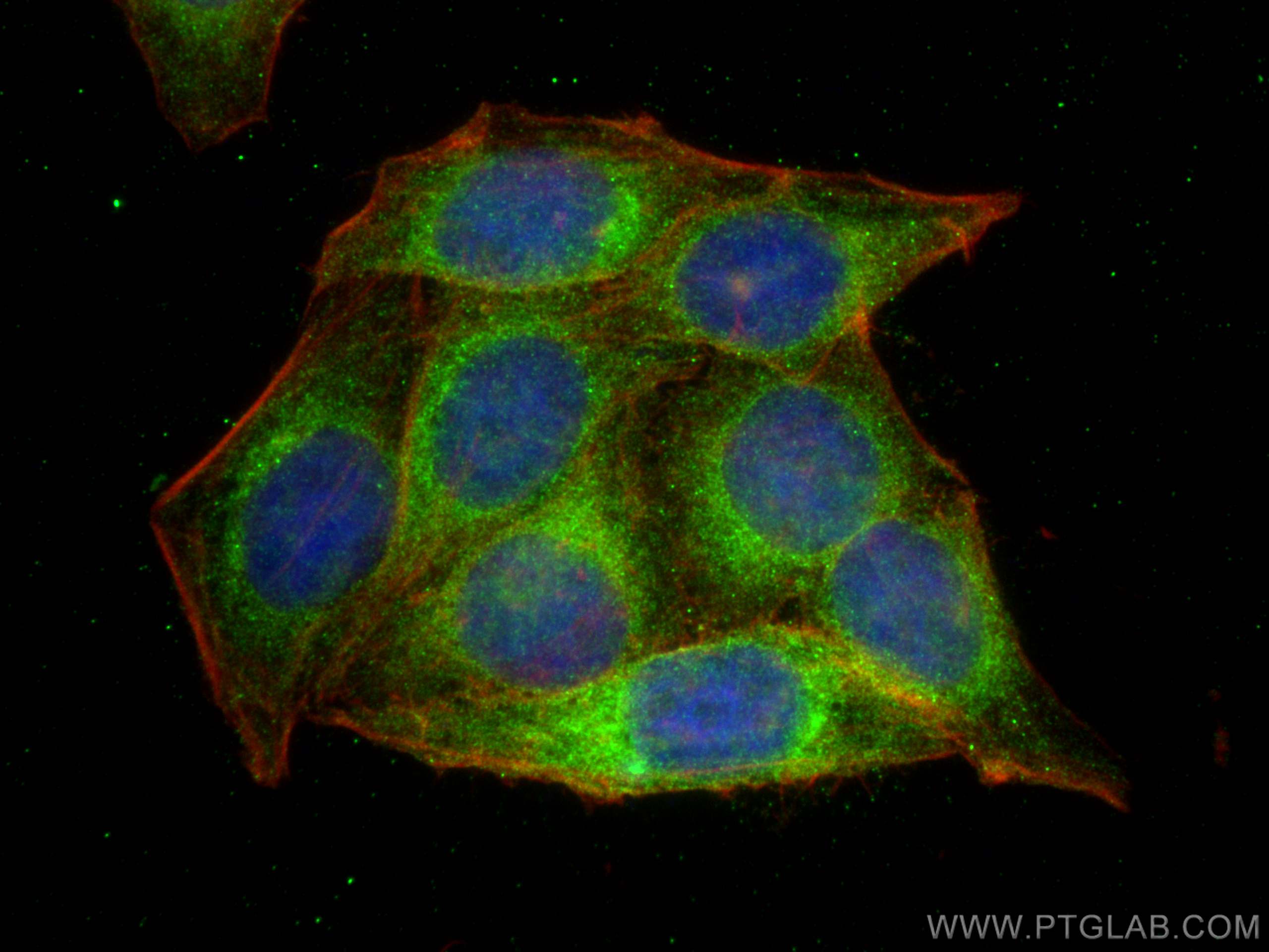 Immunofluorescence (IF) / fluorescent staining of HepG2 cells using EEF1A1 Recombinant antibody (81377-1-RR)