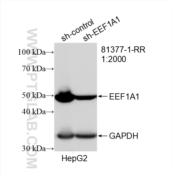 Western Blot (WB) analysis of HepG2 cells using EEF1A1 Recombinant antibody (81377-1-RR)