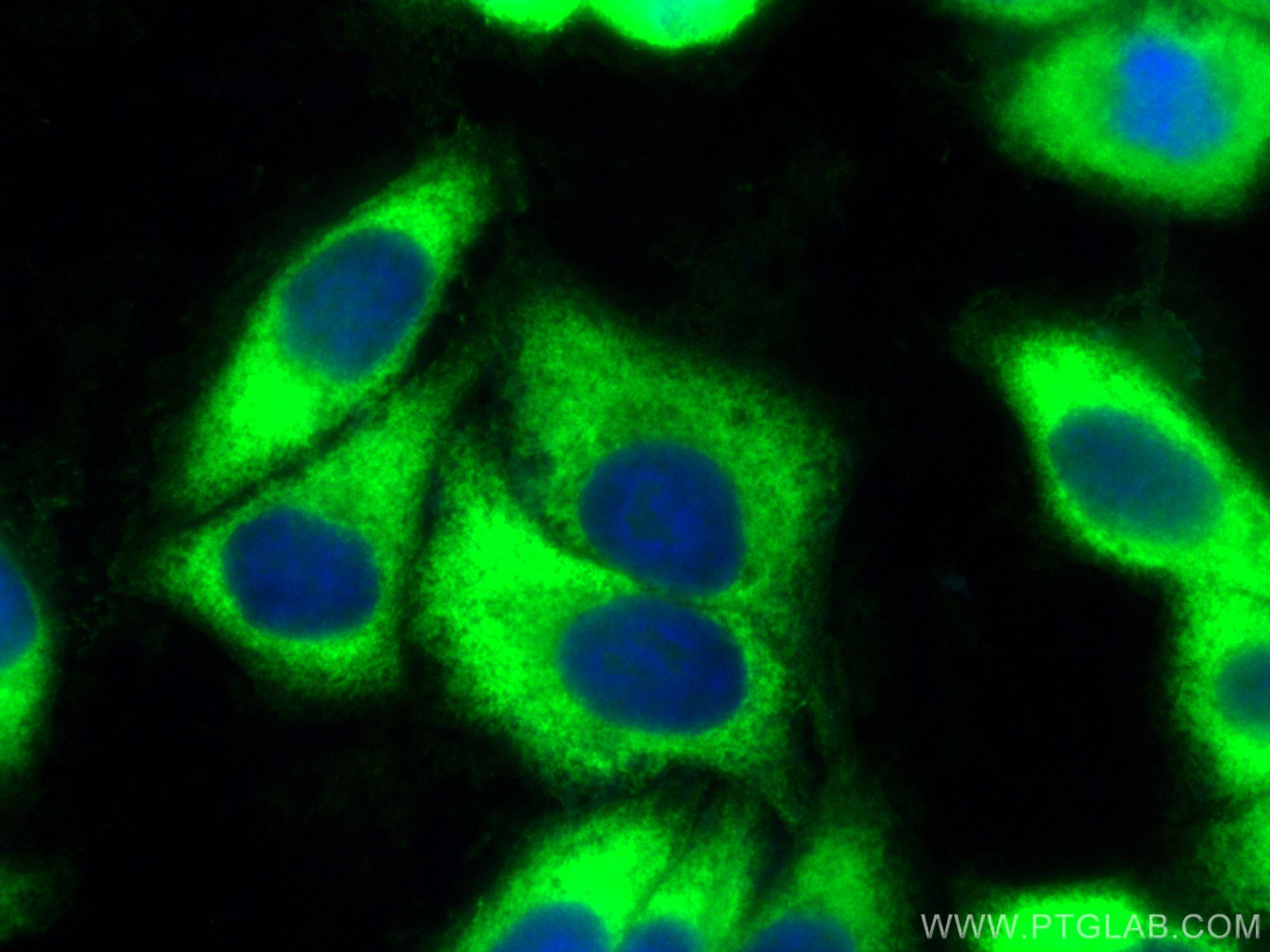 Immunofluorescence (IF) / fluorescent staining of HepG2 cells using CoraLite® Plus 488-conjugated EEF1A1 Polyclonal an (CL488-11402)