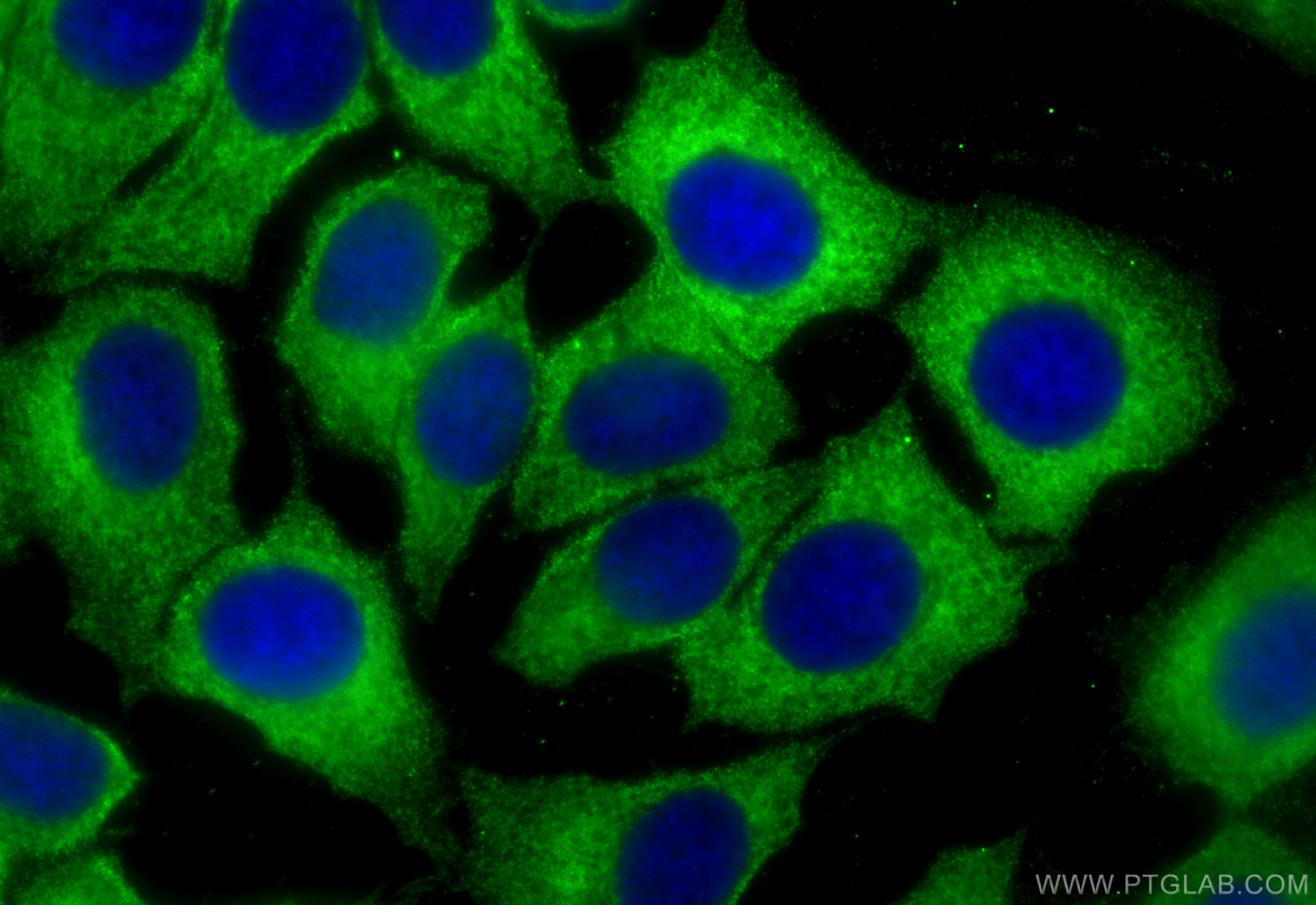 Immunofluorescence (IF) / fluorescent staining of MCF-7 cells using EEF1B2 Monoclonal antibody (60329-1-Ig)