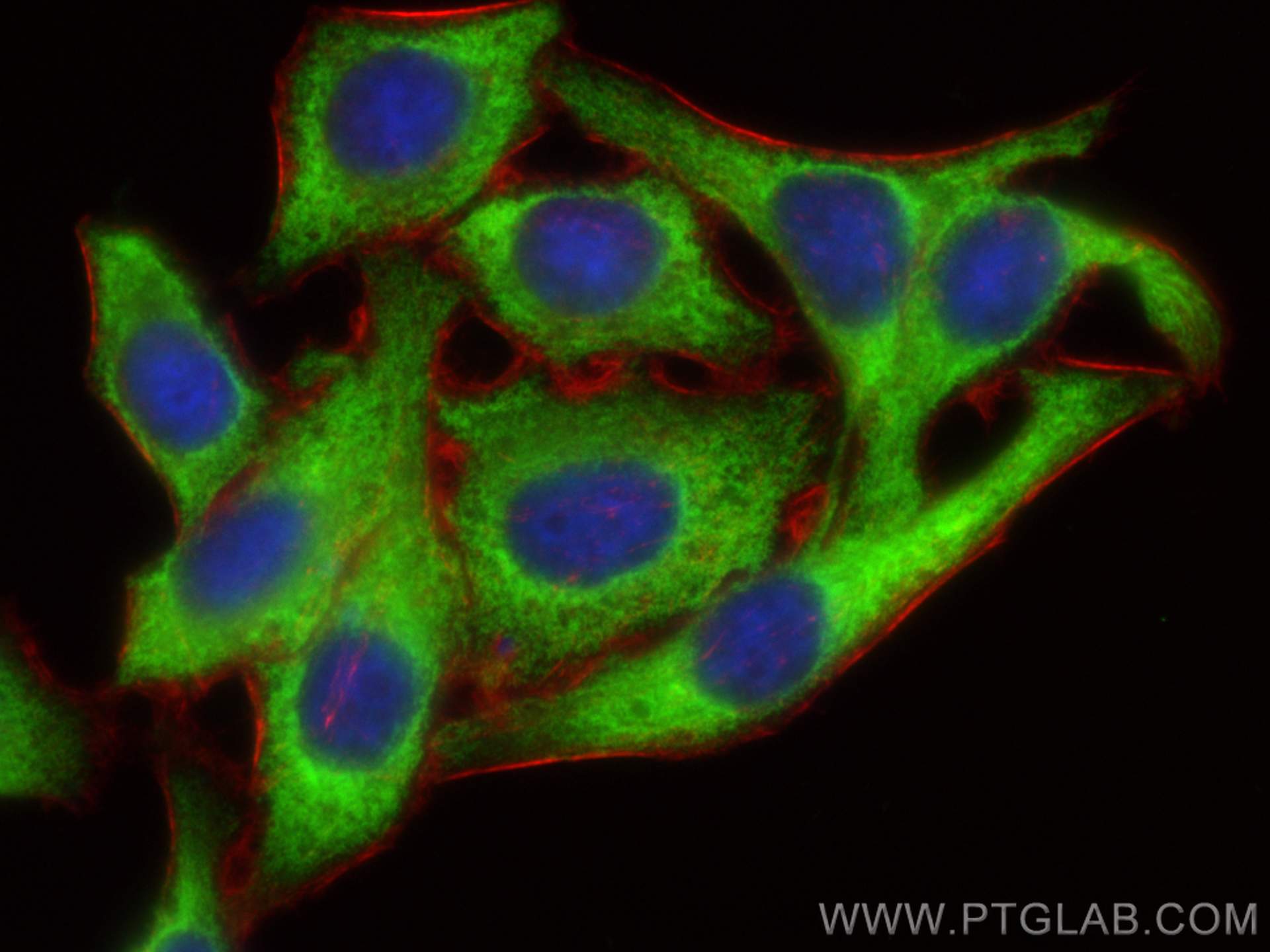 Immunofluorescence (IF) / fluorescent staining of HepG2 cells using EEF2 Polyclonal antibody (20107-1-AP)