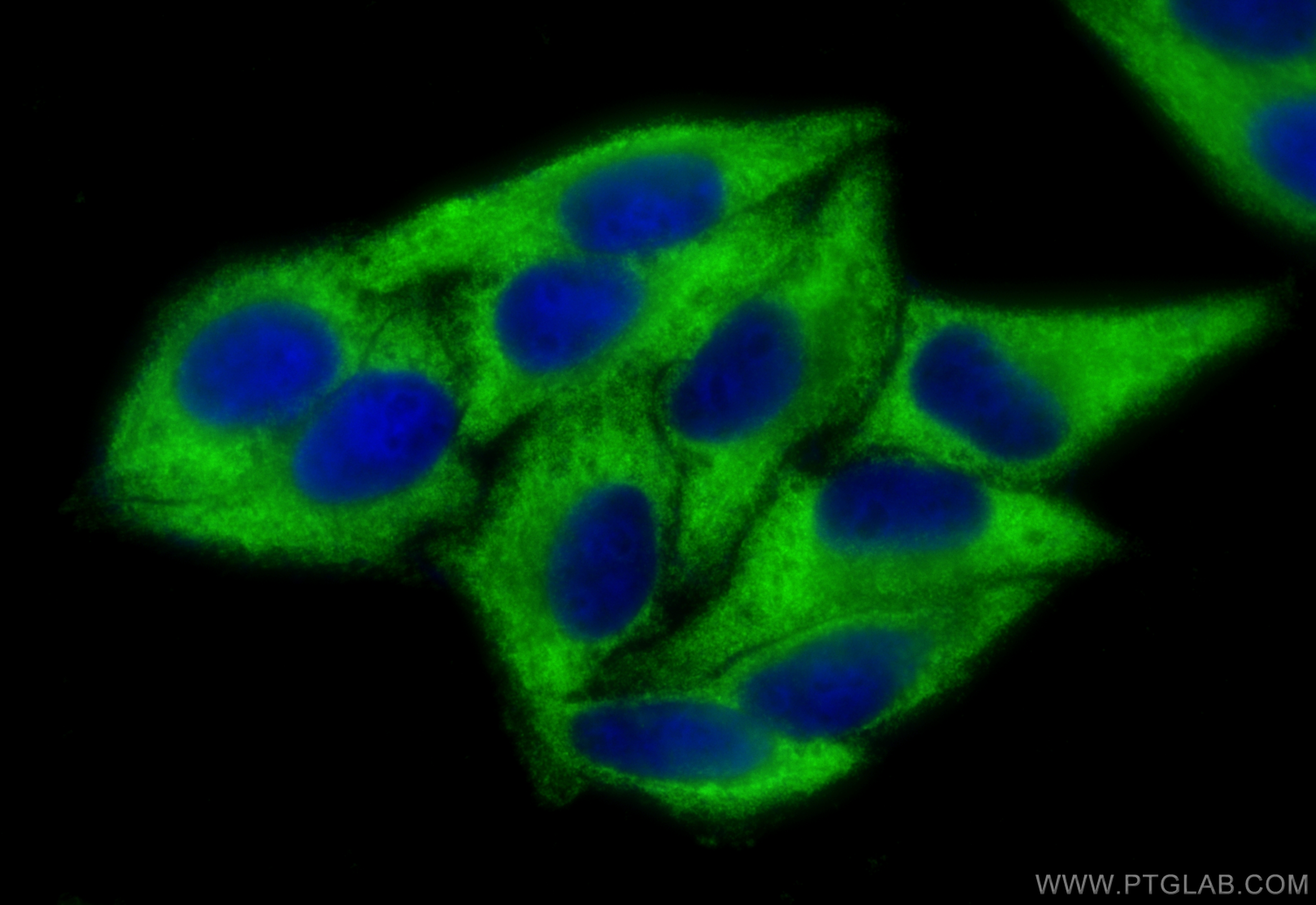 Immunofluorescence (IF) / fluorescent staining of HepG2 cells using EEF2 Monoclonal antibody (67550-1-Ig)