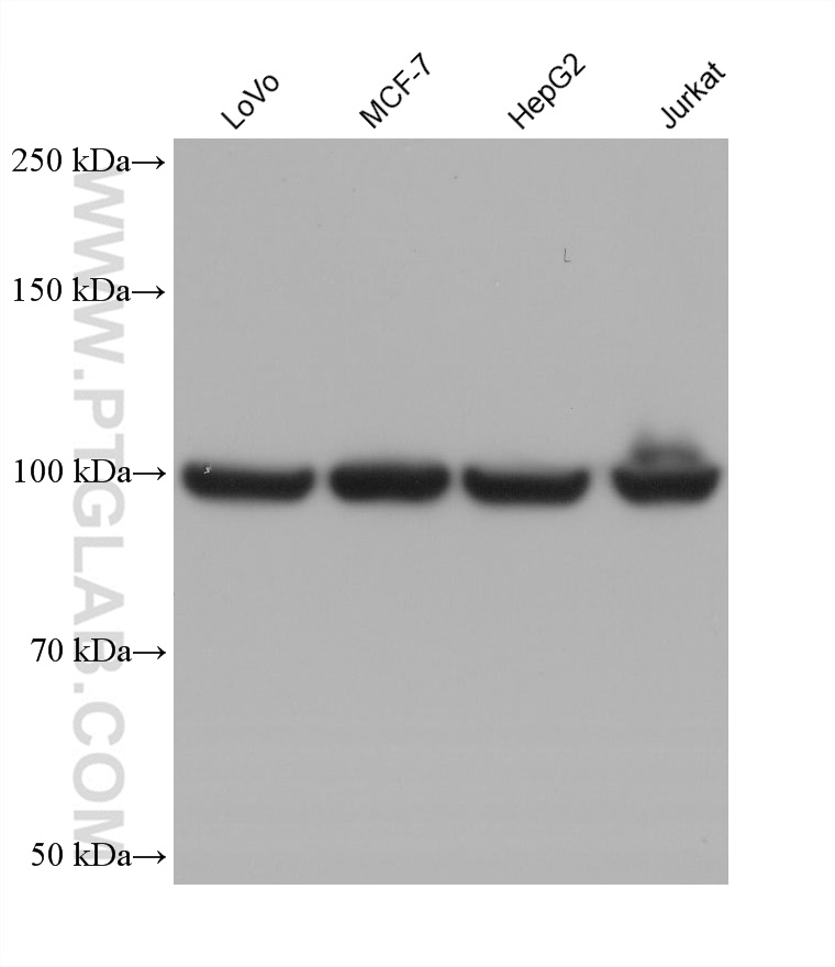 Western Blot (WB) analysis of various lysates using EEF2 Monoclonal antibody (67550-1-Ig)