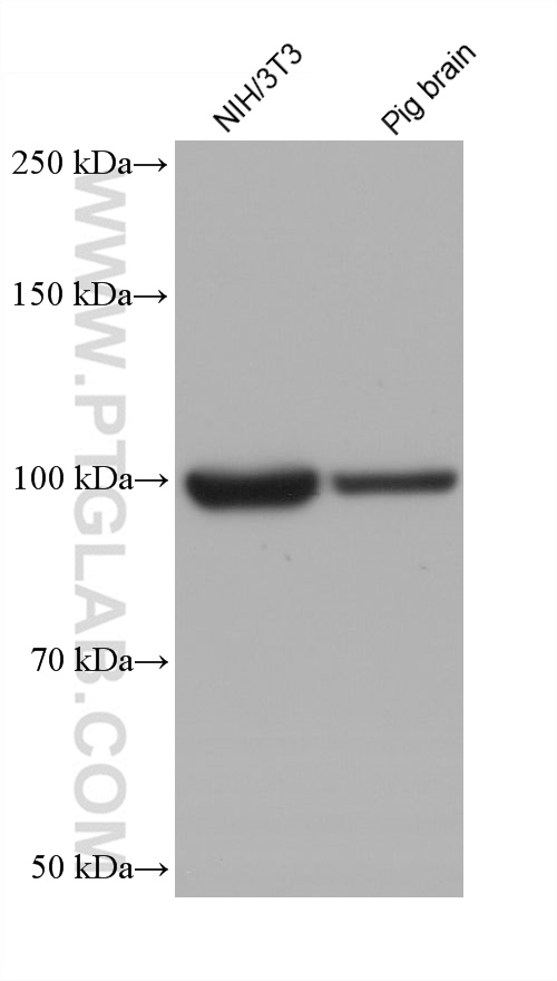 Western Blot (WB) analysis of various lysates using EEF2 Monoclonal antibody (67550-1-Ig)