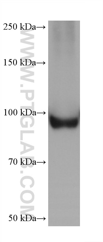 Western Blot (WB) analysis of HSC-T6 cells using EEF2 Monoclonal antibody (67550-1-Ig)