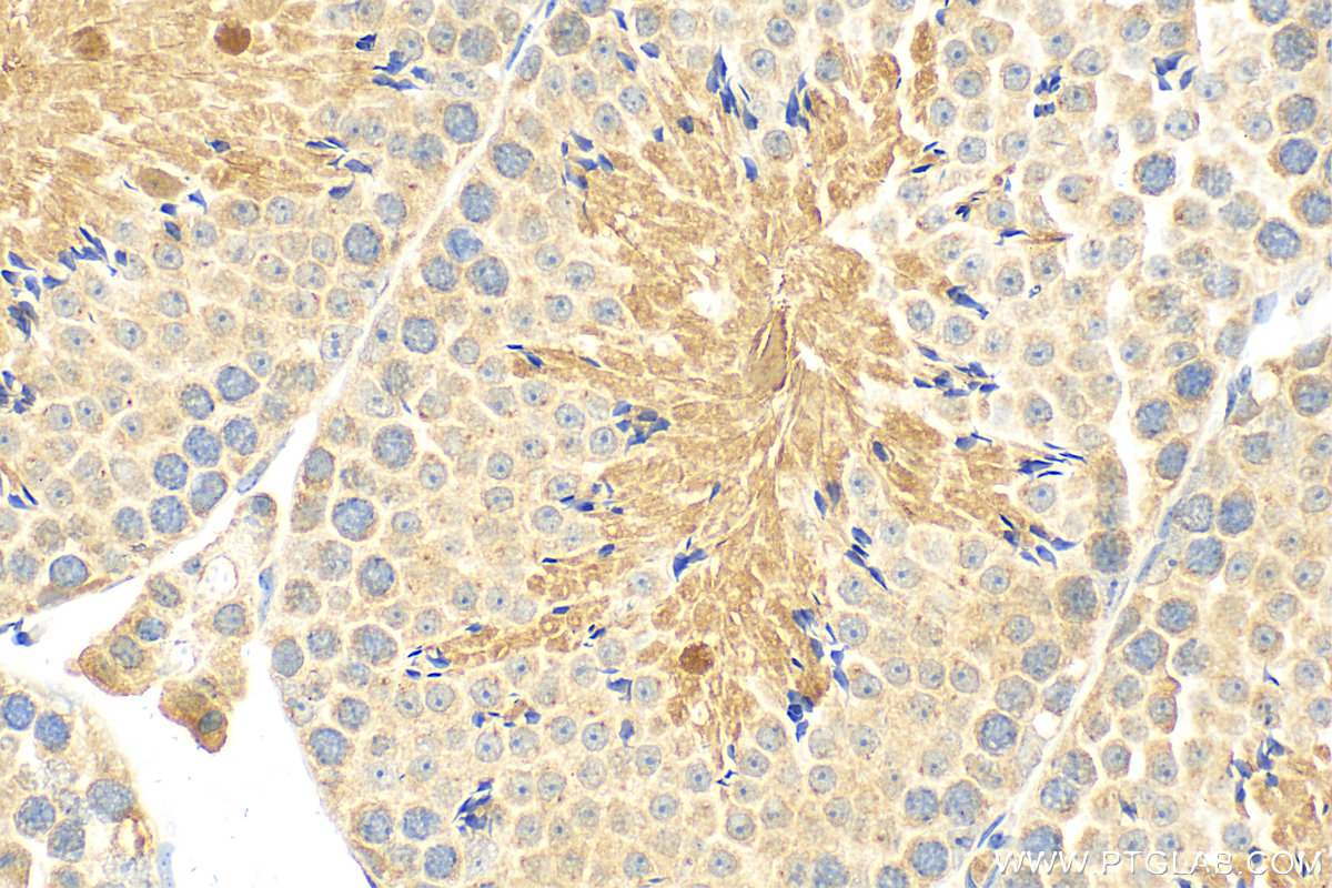 Immunohistochemistry (IHC) staining of mouse testis tissue using EFCAB1 Polyclonal antibody (17276-1-AP)