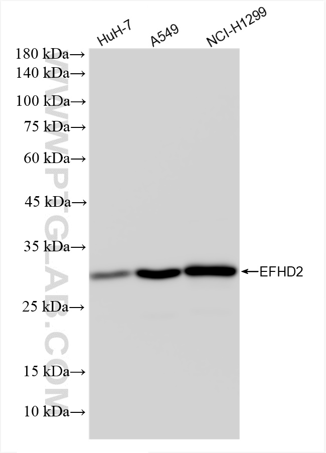 Western Blot (WB) analysis of various lysates using EFHD2 Recombinant antibody (83264-5-RR)