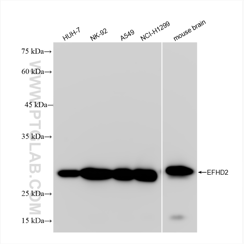 Western Blot (WB) analysis of various lysates using EFHD2 Recombinant antibody (83264-6-RR)