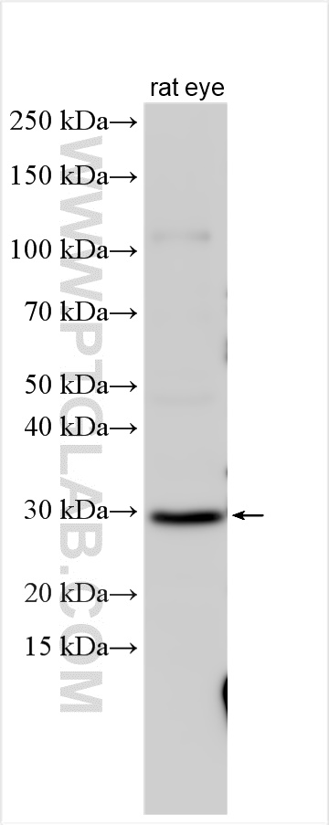 Western Blot (WB) analysis of various lysates using EGFL7 Polyclonal antibody (19291-1-AP)