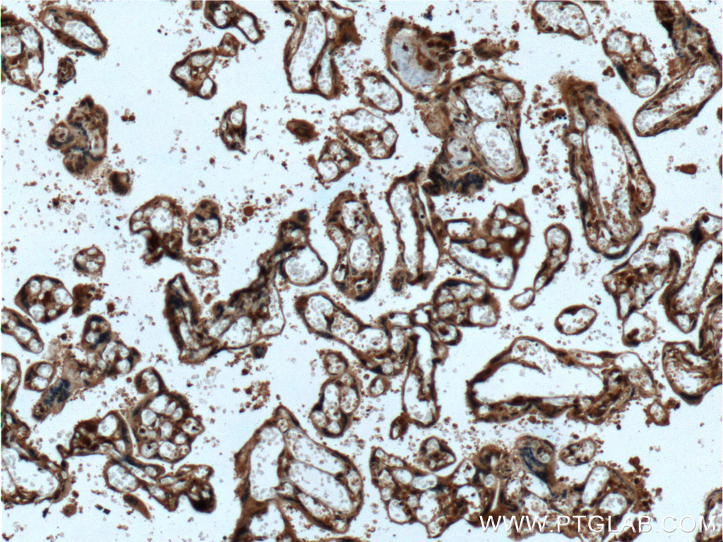 Immunohistochemistry (IHC) staining of human placenta tissue using EGFL7 Polyclonal antibody (26661-1-AP)