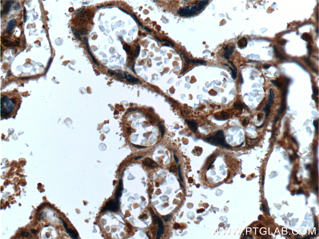 Immunohistochemistry (IHC) staining of human placenta tissue using EGFL7 Polyclonal antibody (26661-1-AP)