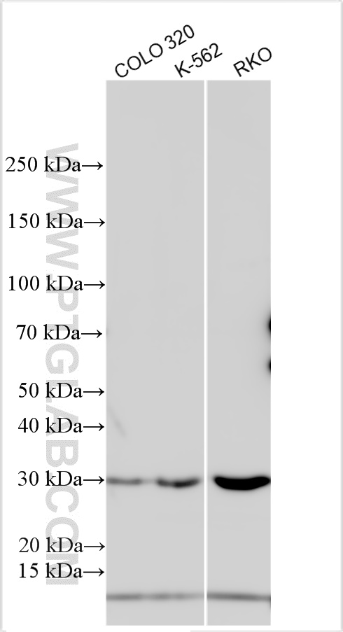 Western Blot (WB) analysis of various lysates using EGFL7 Polyclonal antibody (26661-1-AP)