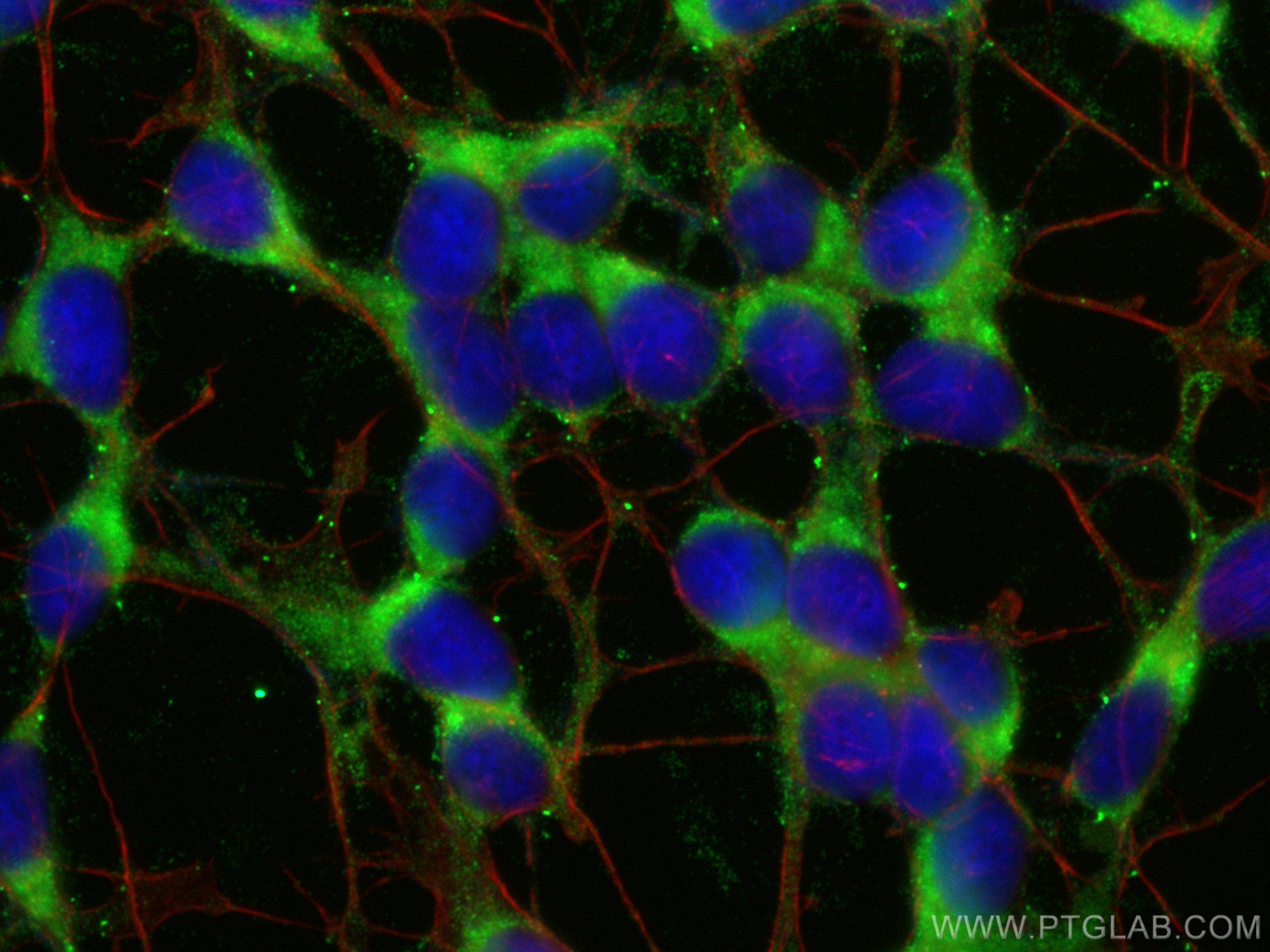 Immunofluorescence (IF) / fluorescent staining of SH-SY5Y cells using Pikachurin Polyclonal antibody (14578-1-AP)