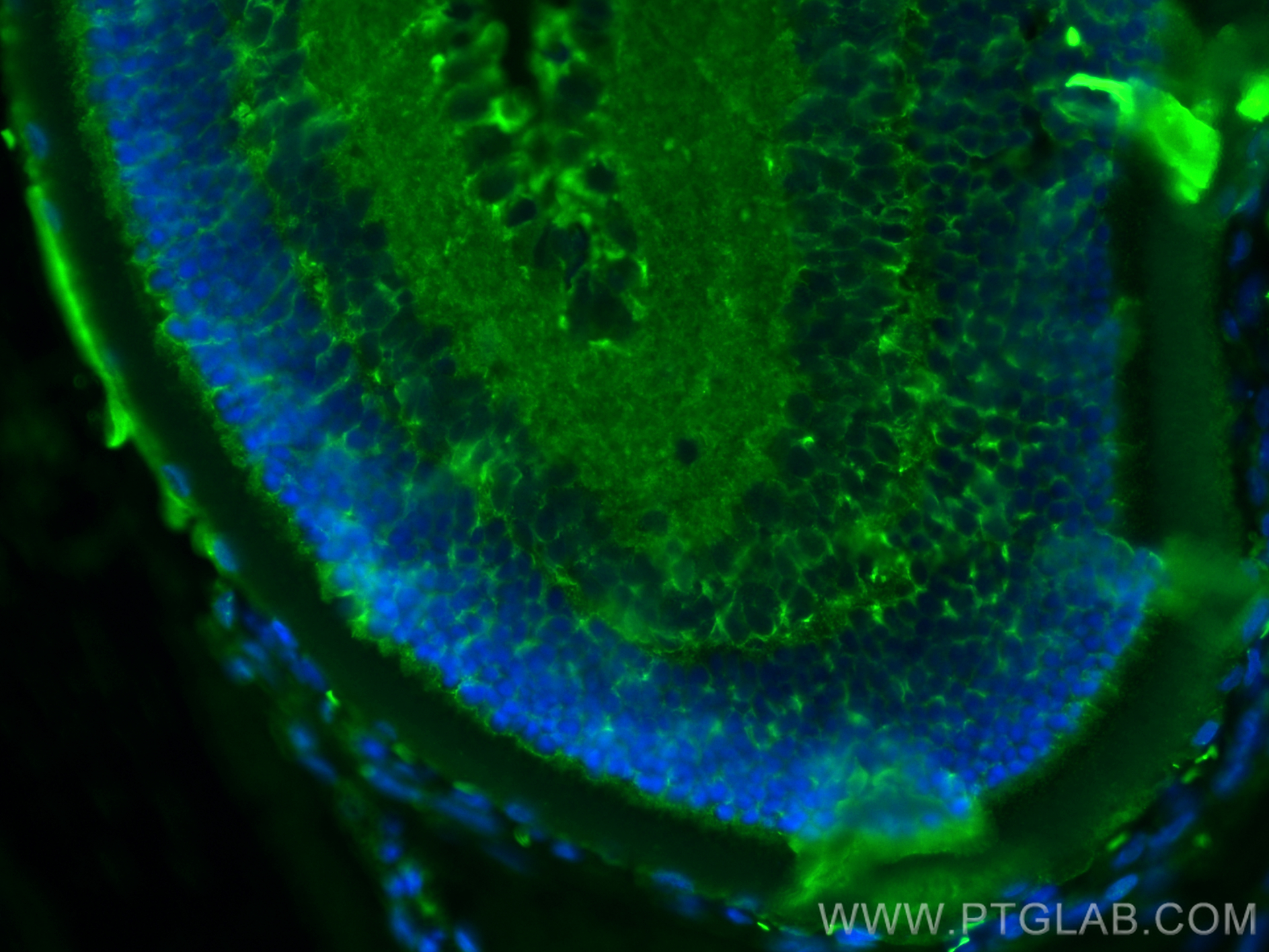 Immunofluorescence (IF) / fluorescent staining of rat eye tissue using Pikachurin Monoclonal antibody (66232-1-Ig)