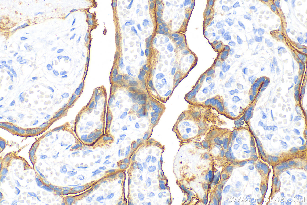 Immunohistochemistry (IHC) staining of human placenta tissue using EGFR Monoclonal antibody (66455-1-Ig)