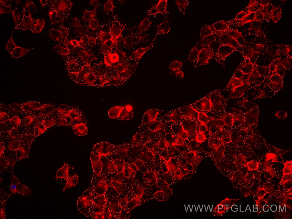 Immunofluorescence (IF) / fluorescent staining of HaCaT cells using EGFR Monoclonal antibody (68643-1-Ig)