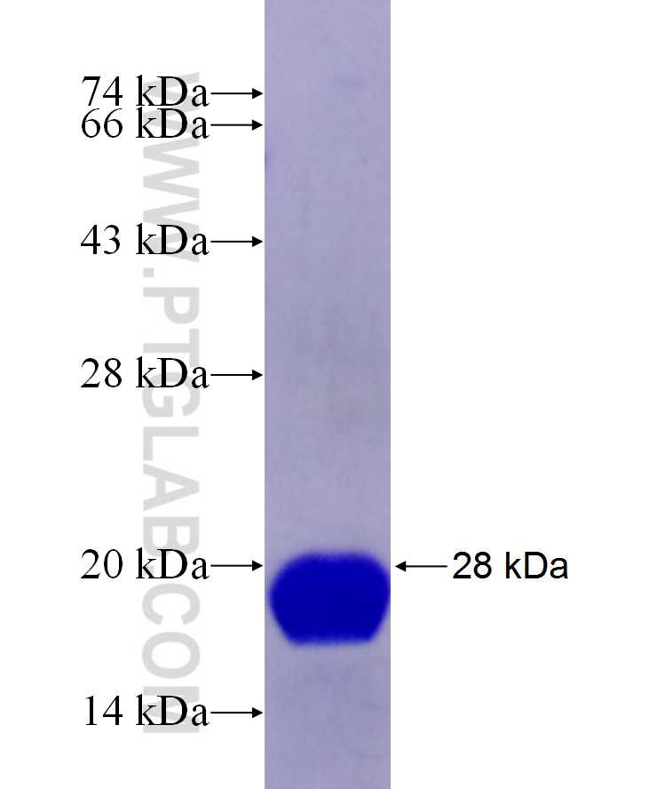 EGLN2 fusion protein Ag29619 SDS-PAGE