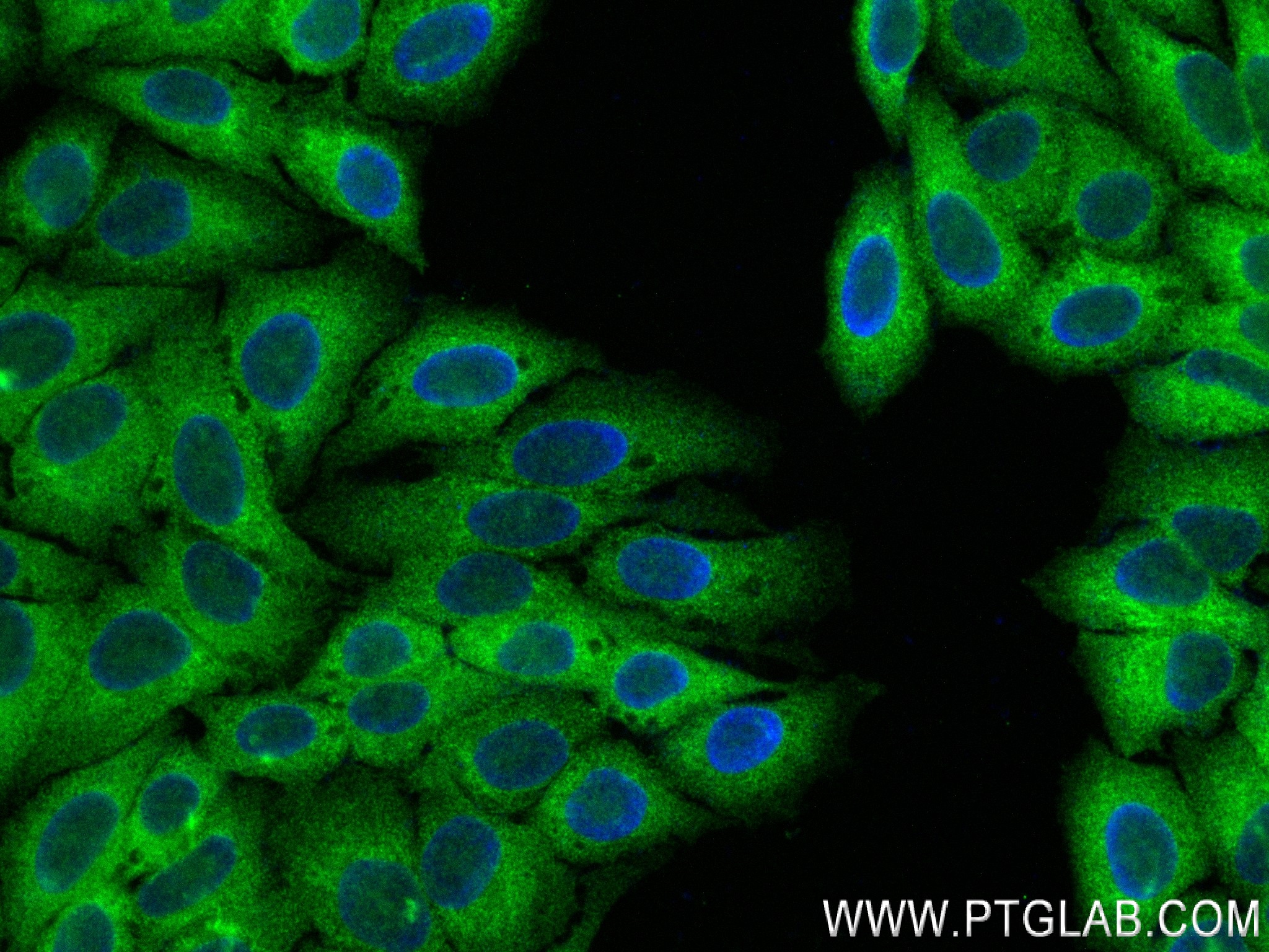 Immunofluorescence (IF) / fluorescent staining of HepG2 cells using EGLN3 Recombinant antibody (83321-1-RR)