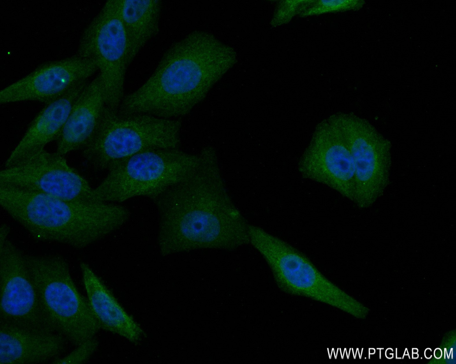 Immunofluorescence (IF) / fluorescent staining of HepG2 cells using EGLN3/PHD3 Recombinant antibody (82377-1-RR)