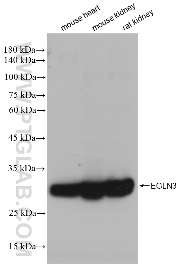 Western Blot (WB) analysis of various lysates using EGLN3/PHD3 Recombinant antibody (82377-1-RR)