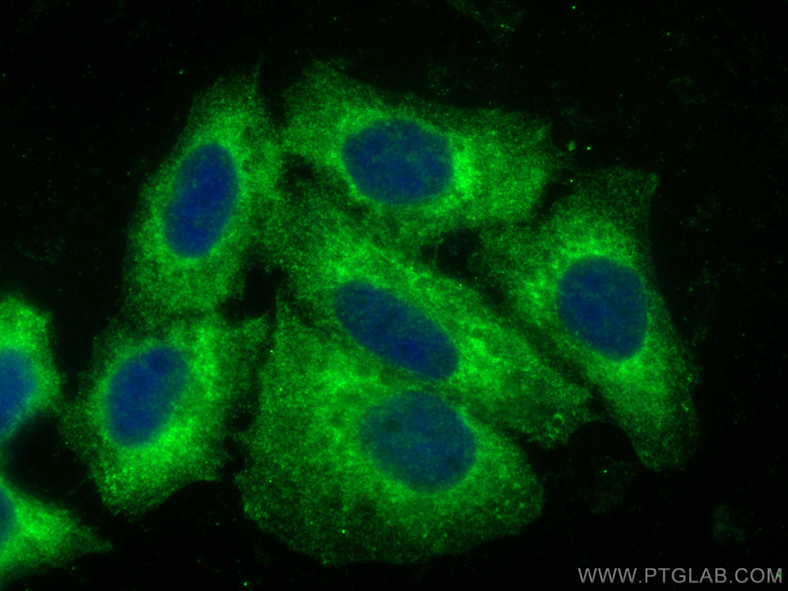 Immunofluorescence (IF) / fluorescent staining of HepG2 cells using EHBP1 Polyclonal antibody (17637-1-AP)