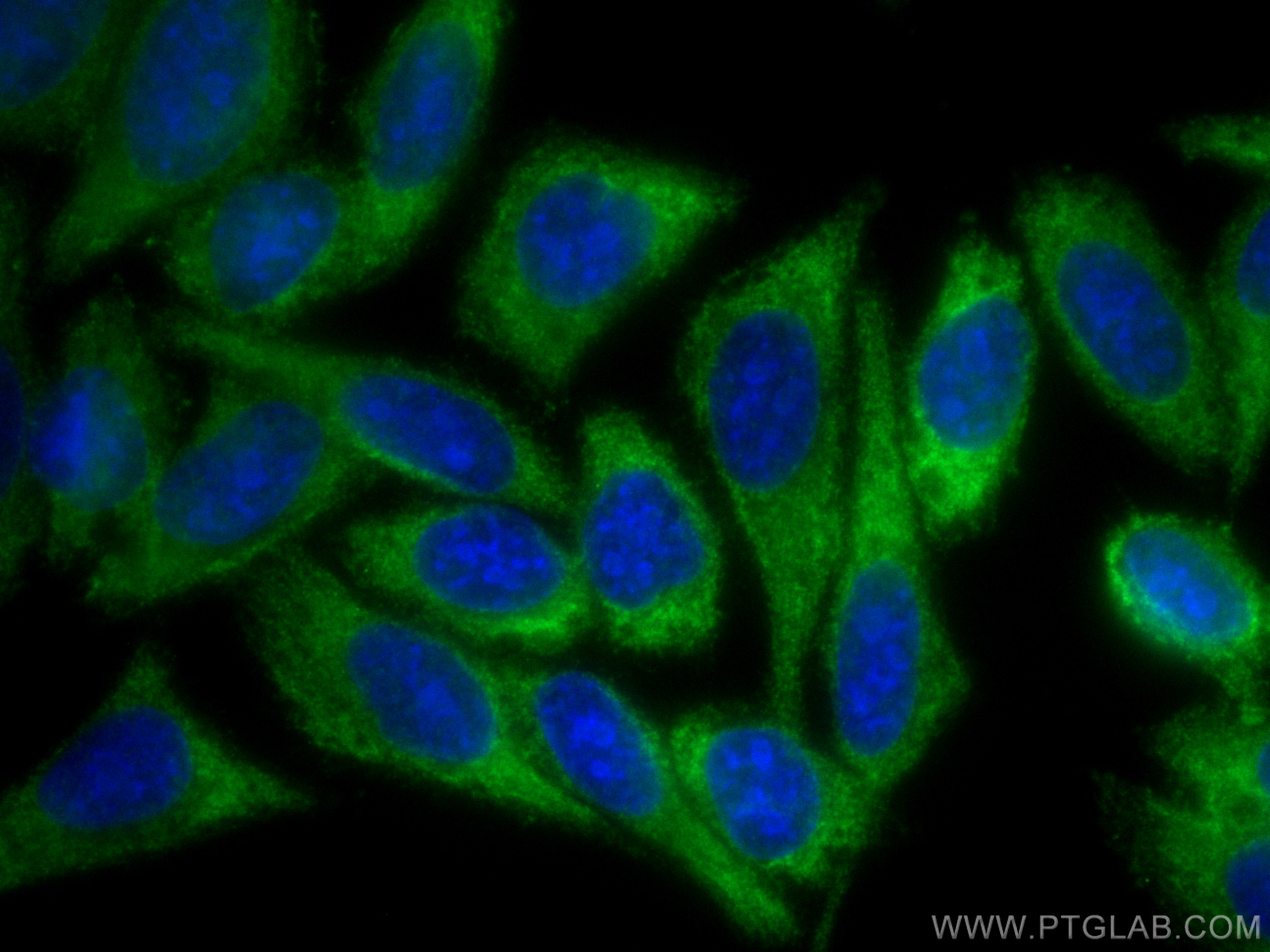 Immunofluorescence (IF) / fluorescent staining of HepG2 cells using EIF2A/CDA02 Monoclonal antibody (66482-1-Ig)
