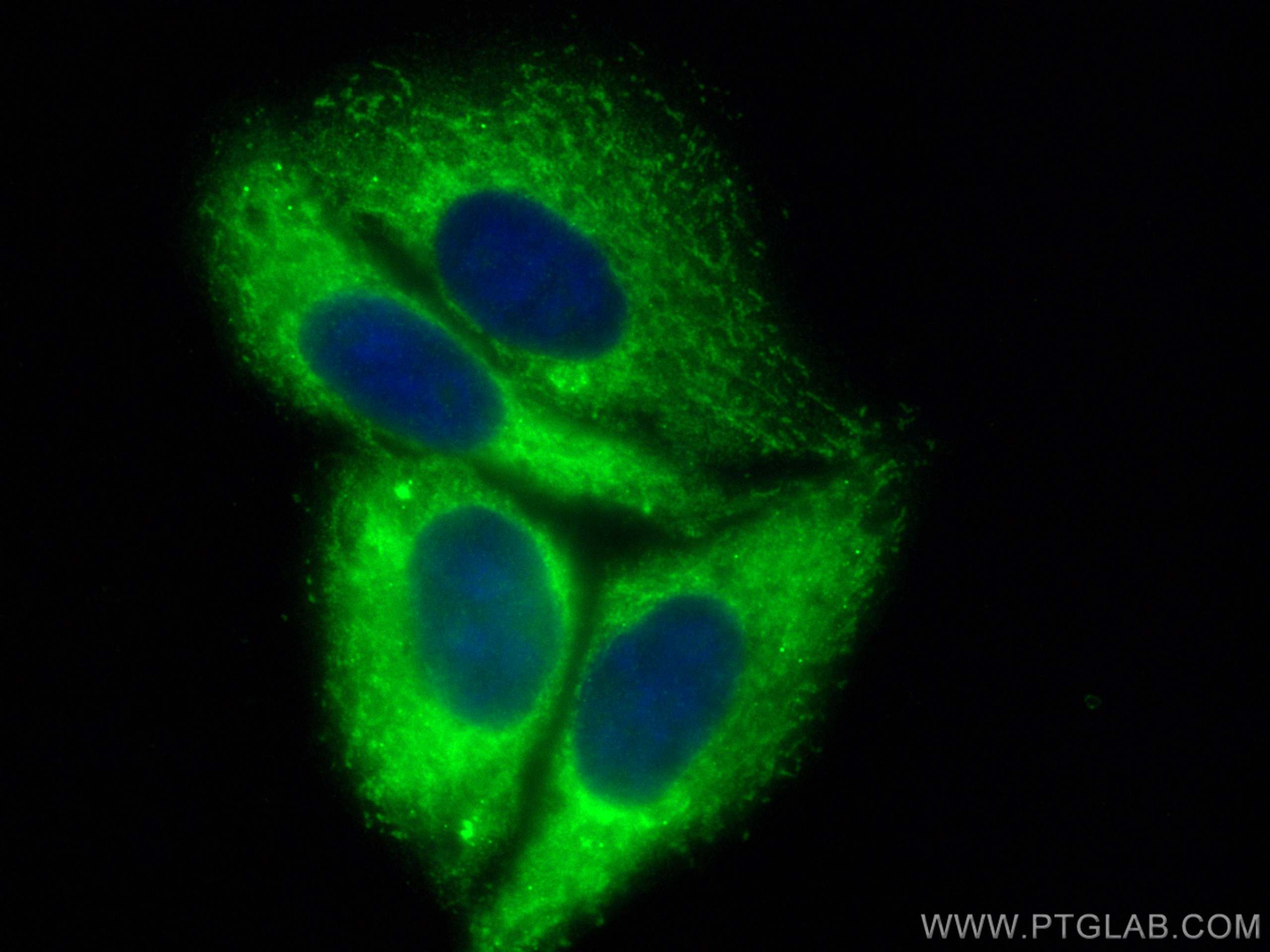 Immunofluorescence (IF) / fluorescent staining of HepG2 cells using CoraLite® Plus 488-conjugated EIF2A/CDA02 Polyclon (CL488-11233)