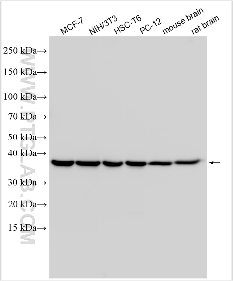 Western Blot (WB) analysis of various lysates using EIF2S1 Polyclonal antibody (11170-1-AP)