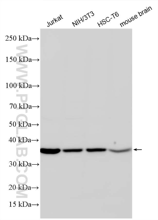 Western Blot (WB) analysis of various lysates using EIF2S1 Polyclonal antibody (11170-1-AP)