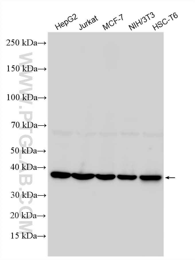Western Blot (WB) analysis of various lysates using EIF2S1 Polyclonal antibody (11170-1-AP)