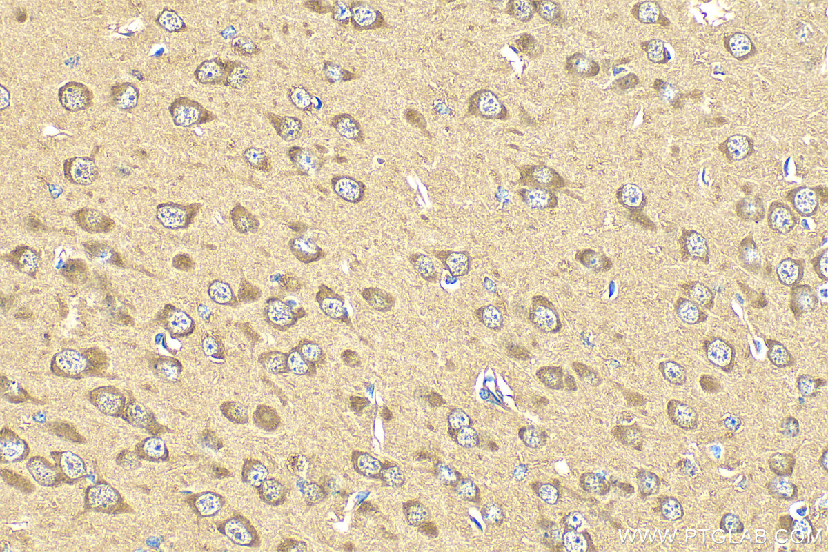 Immunohistochemistry (IHC) staining of mouse brain tissue using EIF2S1 Recombinant antibody (82936-1-RR)
