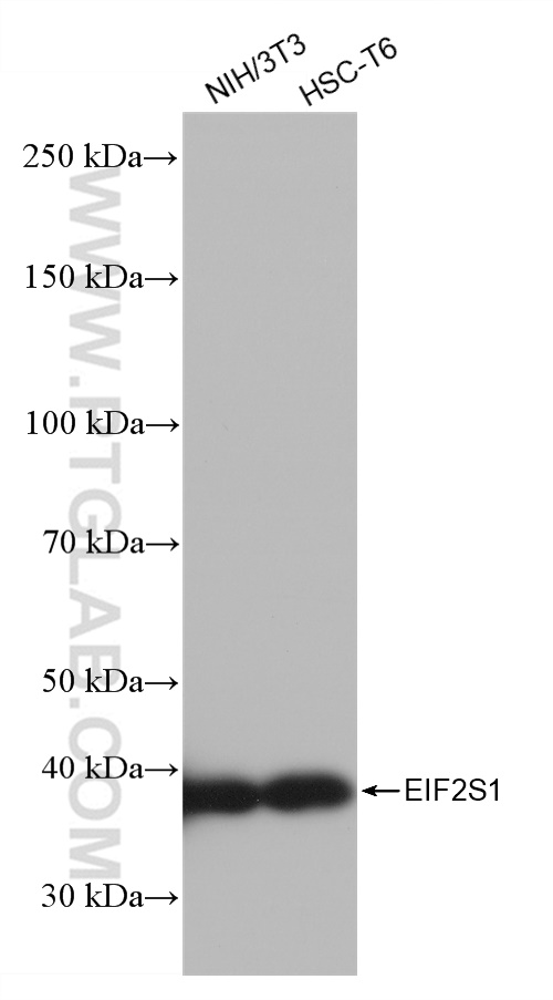 Western Blot (WB) analysis of various lysates using EIF2S1 Recombinant antibody (82936-1-RR)