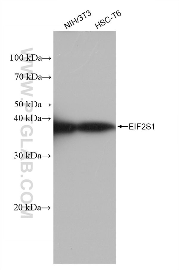Western Blot (WB) analysis of various lysates using EIF2S1 Recombinant antibody (82936-1-RR)