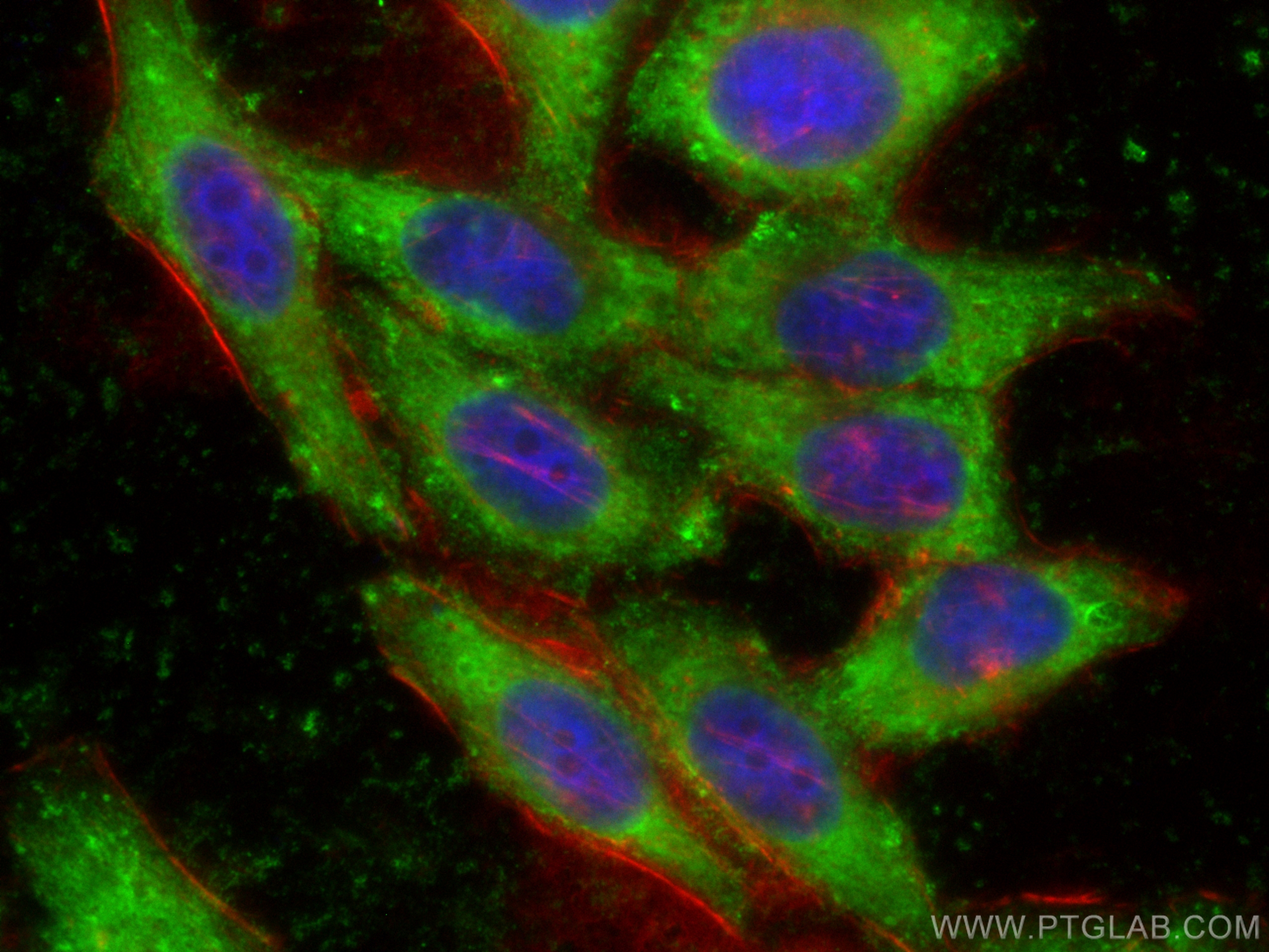 Immunofluorescence (IF) / fluorescent staining of HepG2 cells using CoraLite® Plus 488-conjugated EIF2S1 Monoclonal an (CL488-68479)