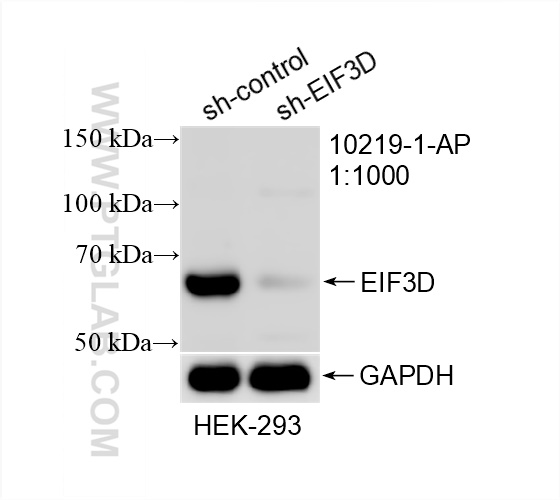 Western Blot (WB) analysis of HEK-293 cells using EIF3D Polyclonal antibody (10219-1-AP)