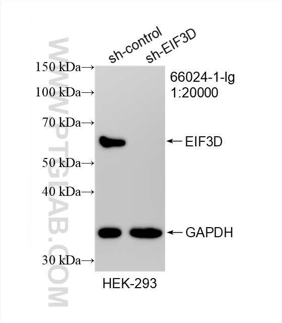 Western Blot (WB) analysis of HEK-293 cells using EIF3D Monoclonal antibody (66024-1-Ig)