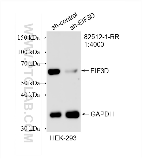 Western Blot (WB) analysis of HEK-293 cells using EIF3D Recombinant antibody (82512-1-RR)