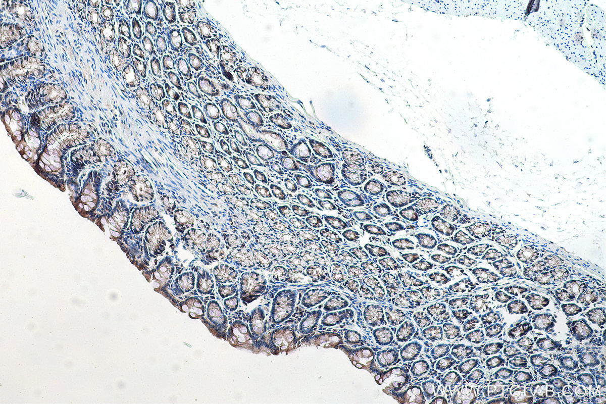 Immunohistochemistry (IHC) staining of rat colon tissue using EIF3G Polyclonal antibody (11165-1-AP)