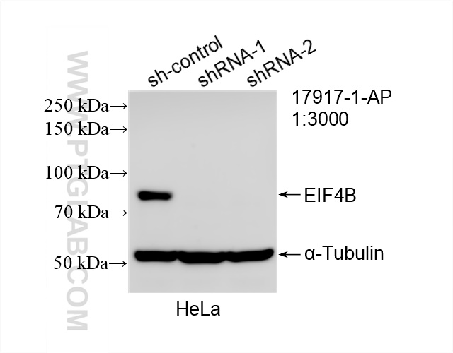 Western Blot (WB) analysis of HeLa cells using EIF4B Polyclonal antibody (17917-1-AP)